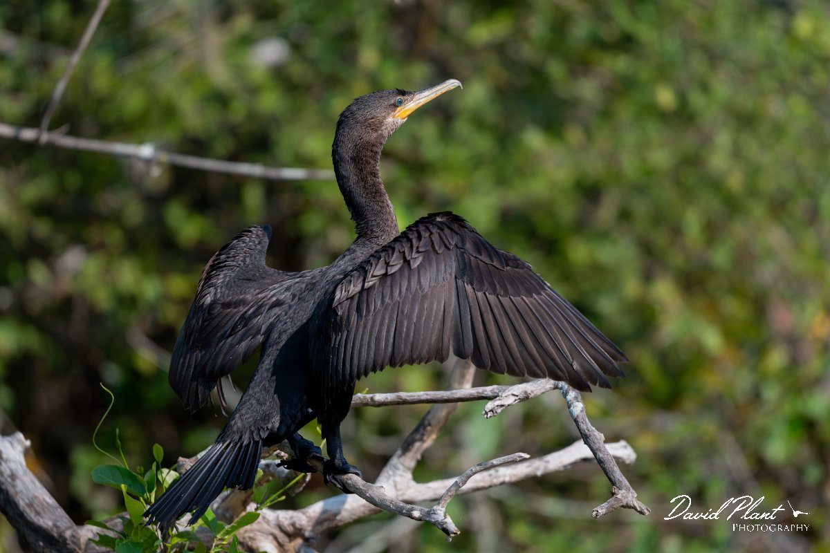 DPPhotography - Pantanal - Neotropic cormorant - J.jpg - Neotropic cormorant -  Pantanal, Brazil