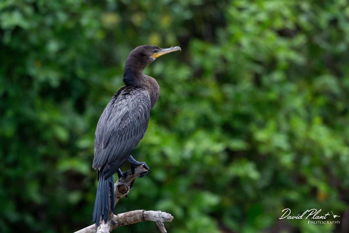 DPPhotography - Pantanal - Neotropic cormorant - K.jpg - Neotropic cormorant -  Pantanal, Brazil