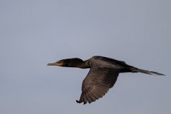 DPPhotography - Pantanal - Neotropic cormorant - A