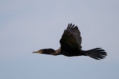 DPPhotography - Pantanal - Neotropic cormorant - B