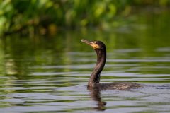 DPPhotography - Pantanal - Neotropic cormorant - E