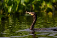 DPPhotography - Pantanal - Neotropic cormorant - F