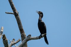 DPPhotography - Pantanal - Neotropic cormorant - G