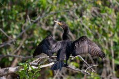 DPPhotography - Pantanal - Neotropic cormorant - I