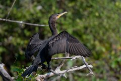 DPPhotography - Pantanal - Neotropic cormorant - J