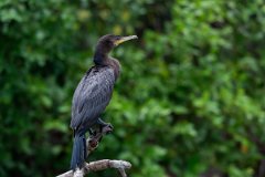 DPPhotography - Pantanal - Neotropic cormorant - K