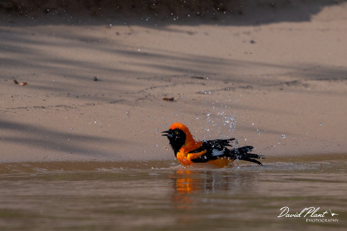 DPPhotography - Pantanal - Orange-backed troupial - A.jpg - Orange-backed troupial - Corixa Três Irmãos, Pantanal, Brazil