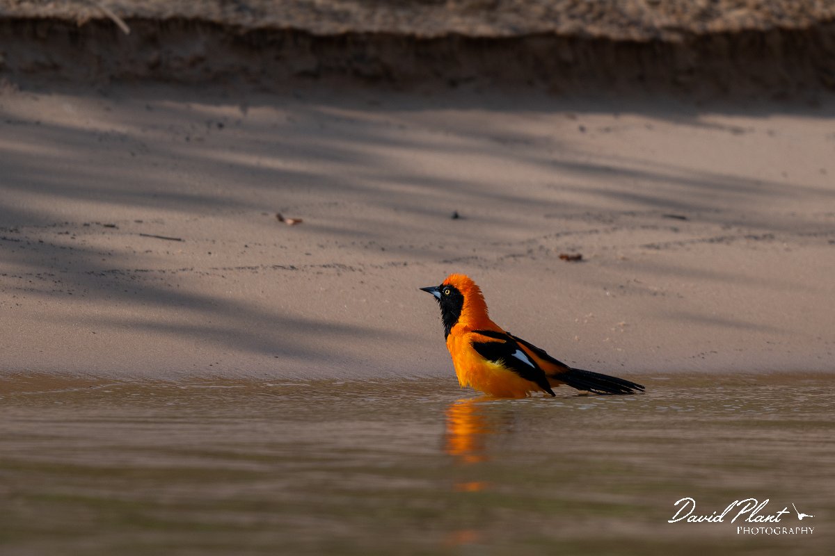 DPPhotography - Pantanal - Orange-backed troupial - B.jpg - Orange-backed troupial - Corixa Três Irmãos, Pantanal, Brazil