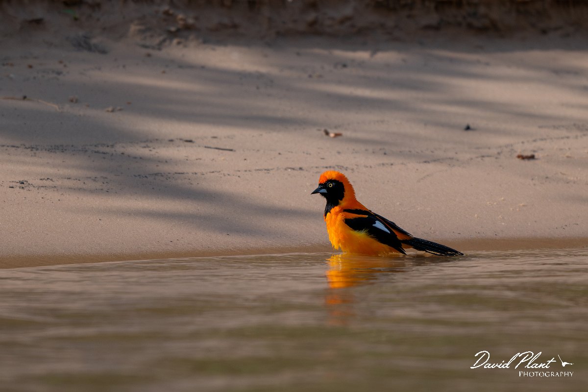 DPPhotography - Pantanal - Orange-backed troupial - C.jpg - Orange-backed troupial - Corixa Três Irmãos, Pantanal, Brazil