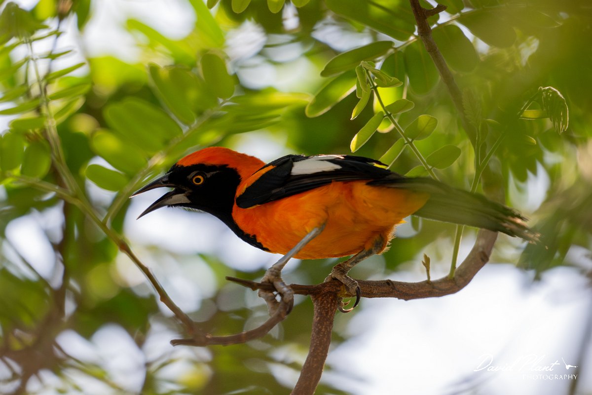 DPPhotography - Pantanal - Orange-backed troupial - D.jpg - Orange-backed troupial - Pantanal, Brazil