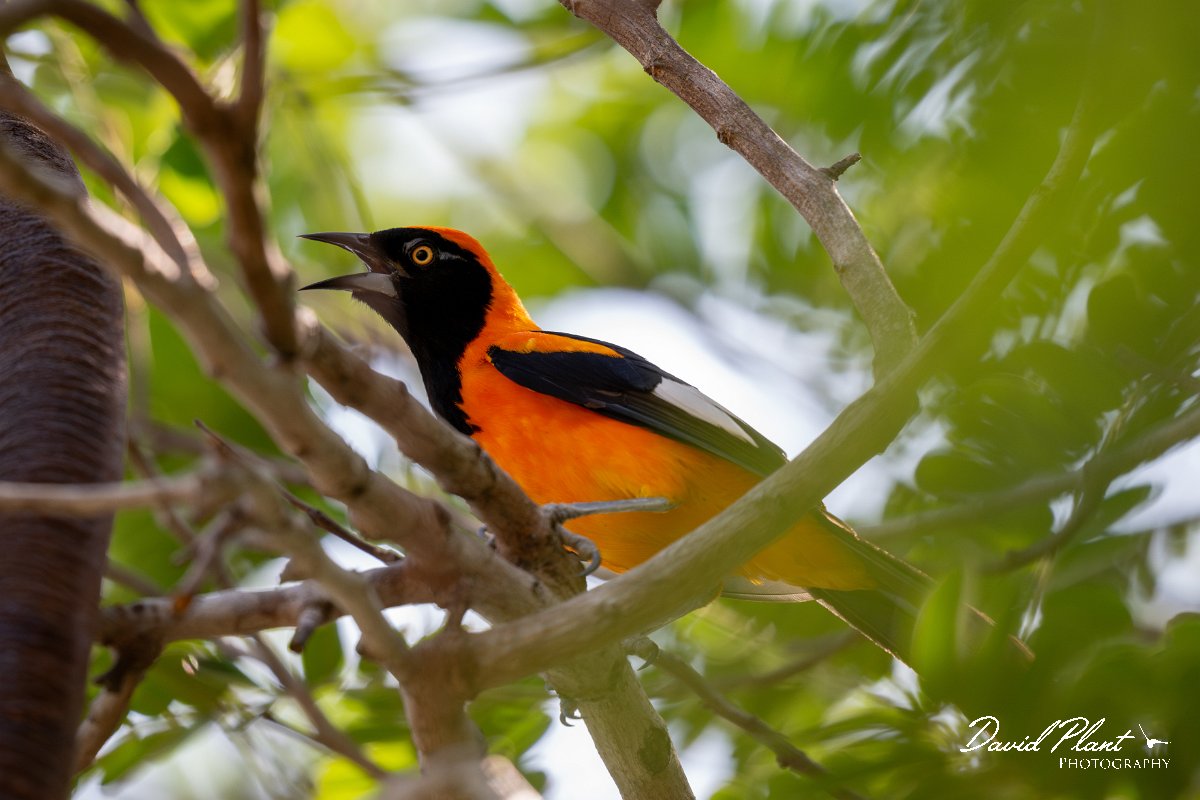 DPPhotography - Pantanal - Orange-backed troupial - E.jpg - Orange-backed troupial - Pantanal, Brazil