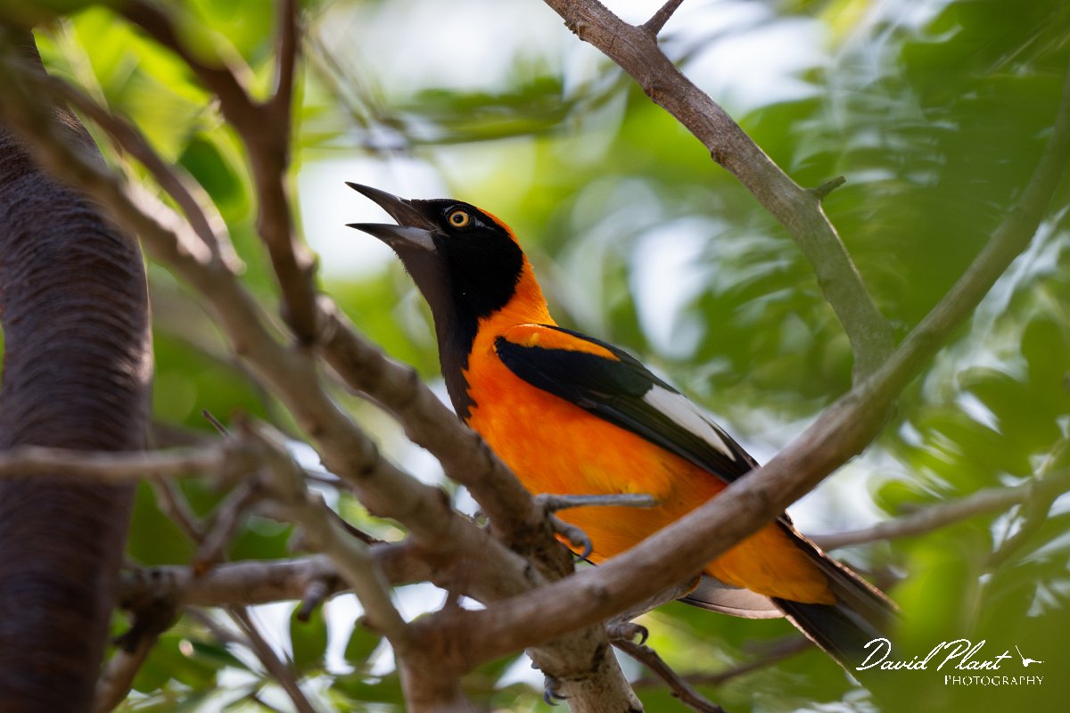 DPPhotography - Pantanal - Orange-backed troupial - F.jpg - Orange-backed troupial - Pantanal, Brazil