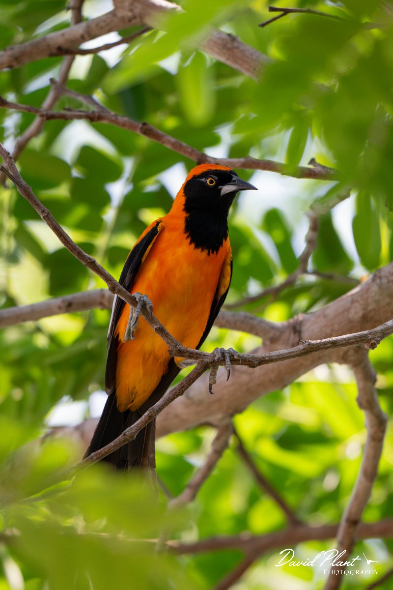 DPPhotography - Pantanal - Orange-backed troupial - G.jpg - Orange-backed troupial - Pantanal, Brazil