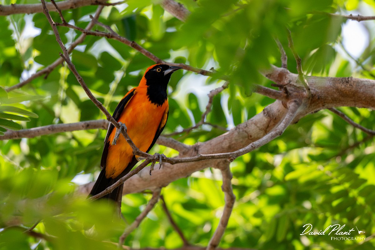 DPPhotography - Pantanal - Orange-backed troupial - H.jpg - Orange-backed troupial - Pantanal, Brazil