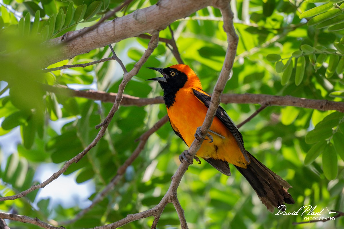 DPPhotography - Pantanal - Orange-backed troupial - J.jpg - Orange-backed troupial - Pantanal, Brazil