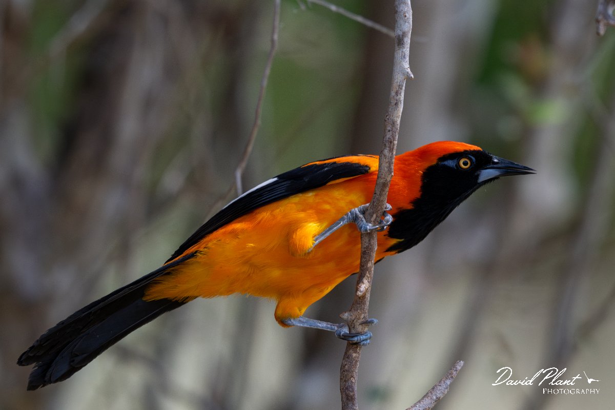 DPPhotography - Pantanal - Orange-backed troupial - K.jpg - Orange-backed troupial - Pantanal, Brazil
