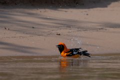 DPPhotography - Pantanal - Orange-backed troupial - A