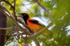 DPPhotography - Pantanal - Orange-backed troupial - E
