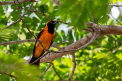 DPPhotography - Pantanal - Orange-backed troupial - H