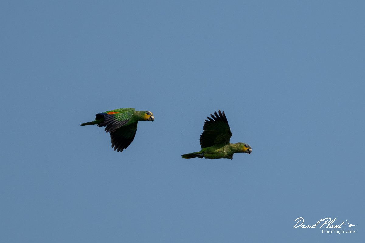 DPPhotography - Pantanal - Orange-winged parrot - A.jpg - Orange-winged parrot - Pantanal, Brazil