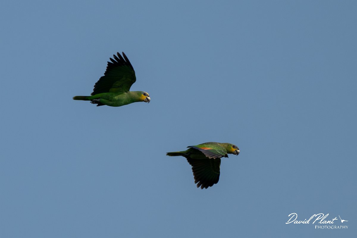 DPPhotography - Pantanal - Orange-winged parrot - B.jpg - Orange-winged parrot - Pantanal, Brazil