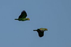 DPPhotography - Pantanal - Orange-winged parrot - B
