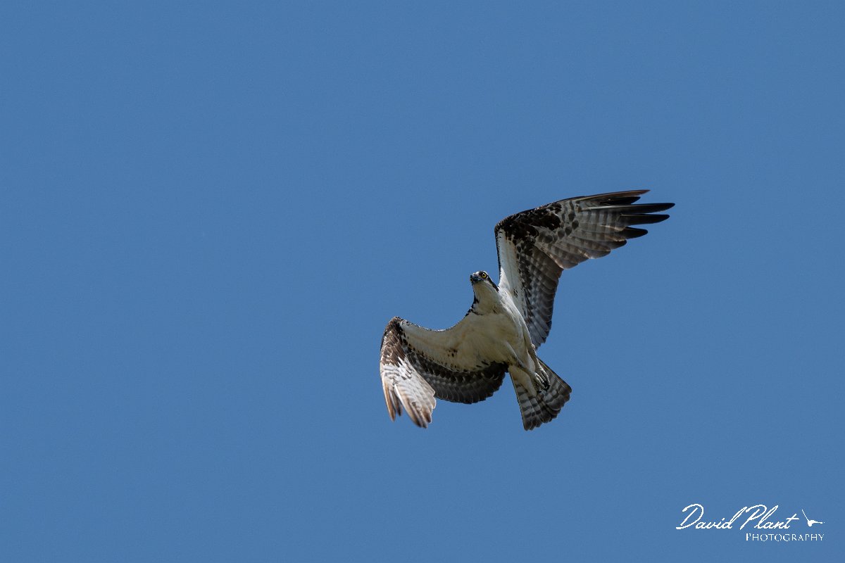 DPPhotography - Pantanal - Osprey - A.jpg - Osprey - Rio São Lourenço, Pantanal, Brazil