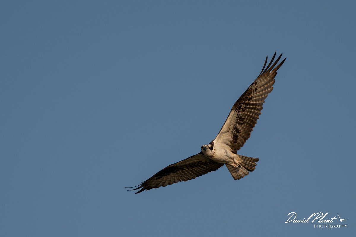 DPPhotography - Pantanal - Osprey - B.jpg - Osprey - Rio São Lourenço, Pantanal, Brazil