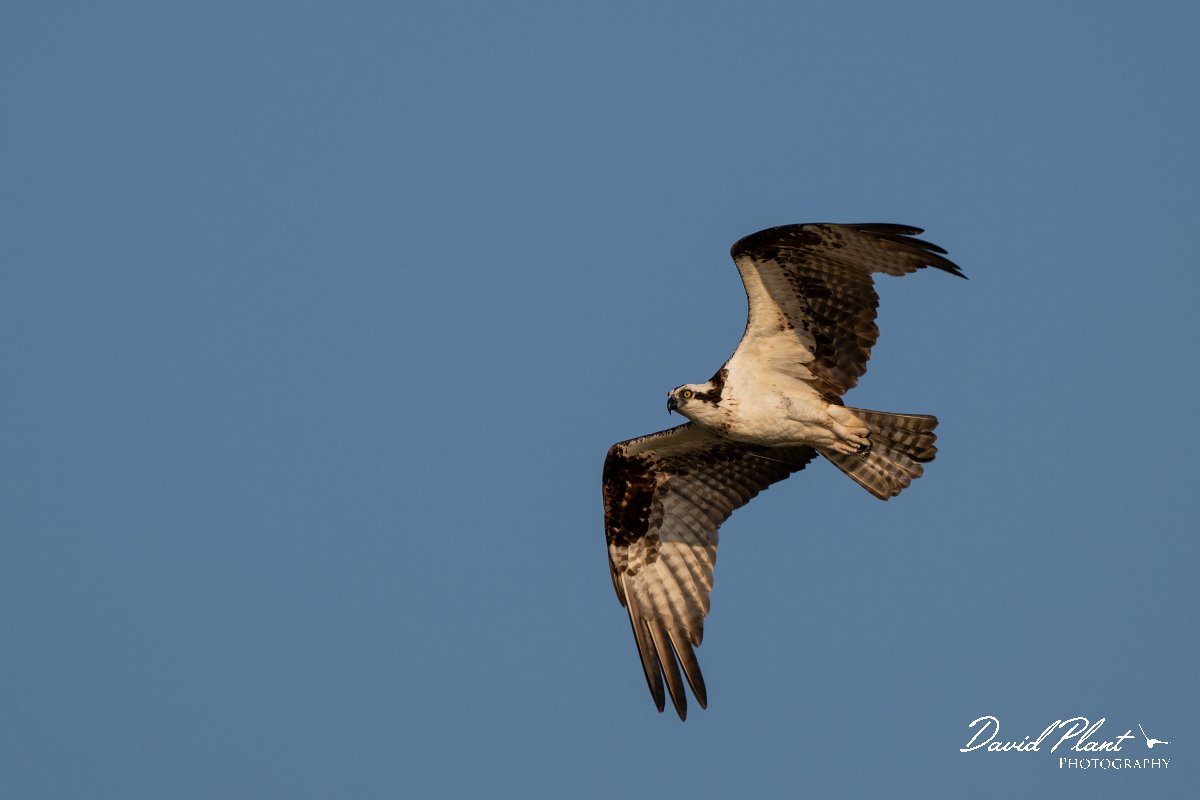 DPPhotography - Pantanal - Osprey - C.jpg - Osprey - Rio São Lourenço, Pantanal, Brazil