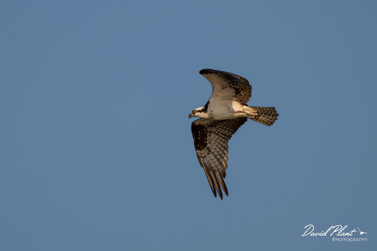 DPPhotography - Pantanal - Osprey - D.jpg - Osprey - Rio São Lourenço, Pantanal, Brazil