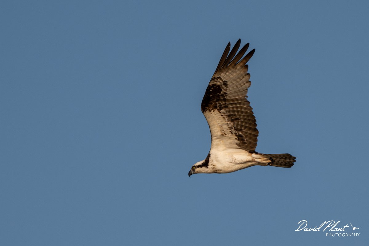 DPPhotography - Pantanal - Osprey - E.jpg - Osprey - Rio São Lourenço, Pantanal, Brazil