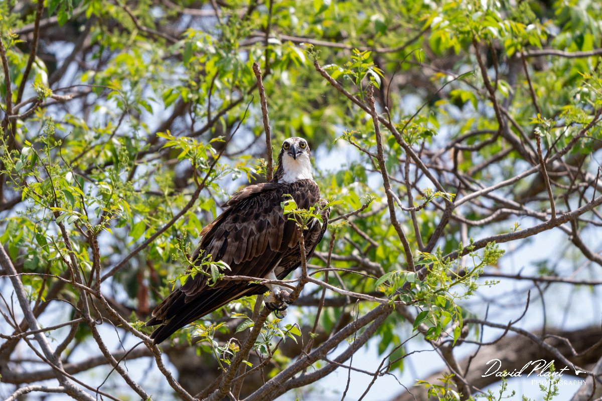 DPPhotography - Pantanal - Osprey - F.jpg - Osprey - Rio São Lourenço, Pantanal, Brazil