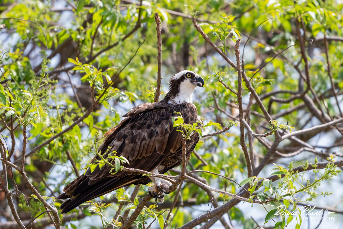 DPPhotography - Pantanal - Osprey - G.jpg - Osprey - Rio São Lourenço, Pantanal, Brazil