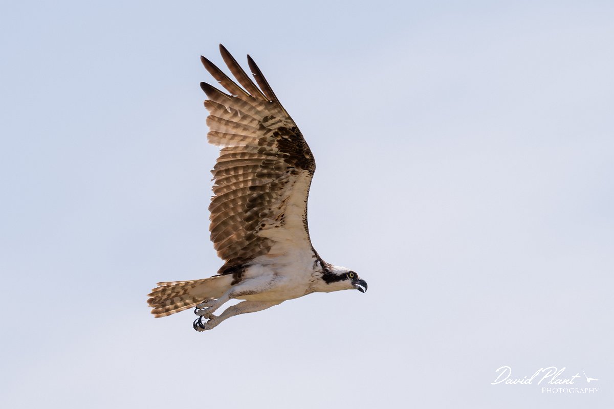 DPPhotography - Pantanal - Osprey - J.jpg - Osprey - Rio São Lourenço, Pantanal, Brazil