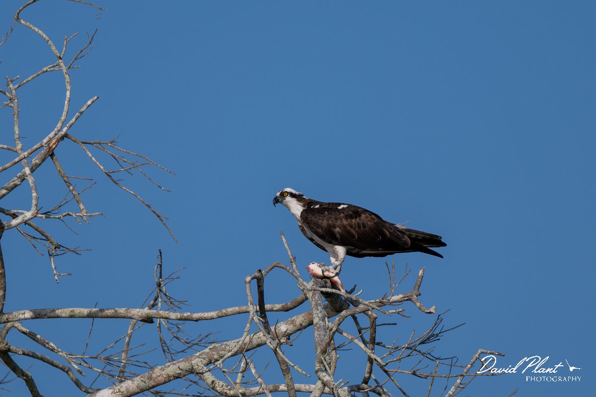 DPPhotography - Pantanal - Osprey - K.jpg - Osprey - Rio São Lourenço, Pantanal, Brazil