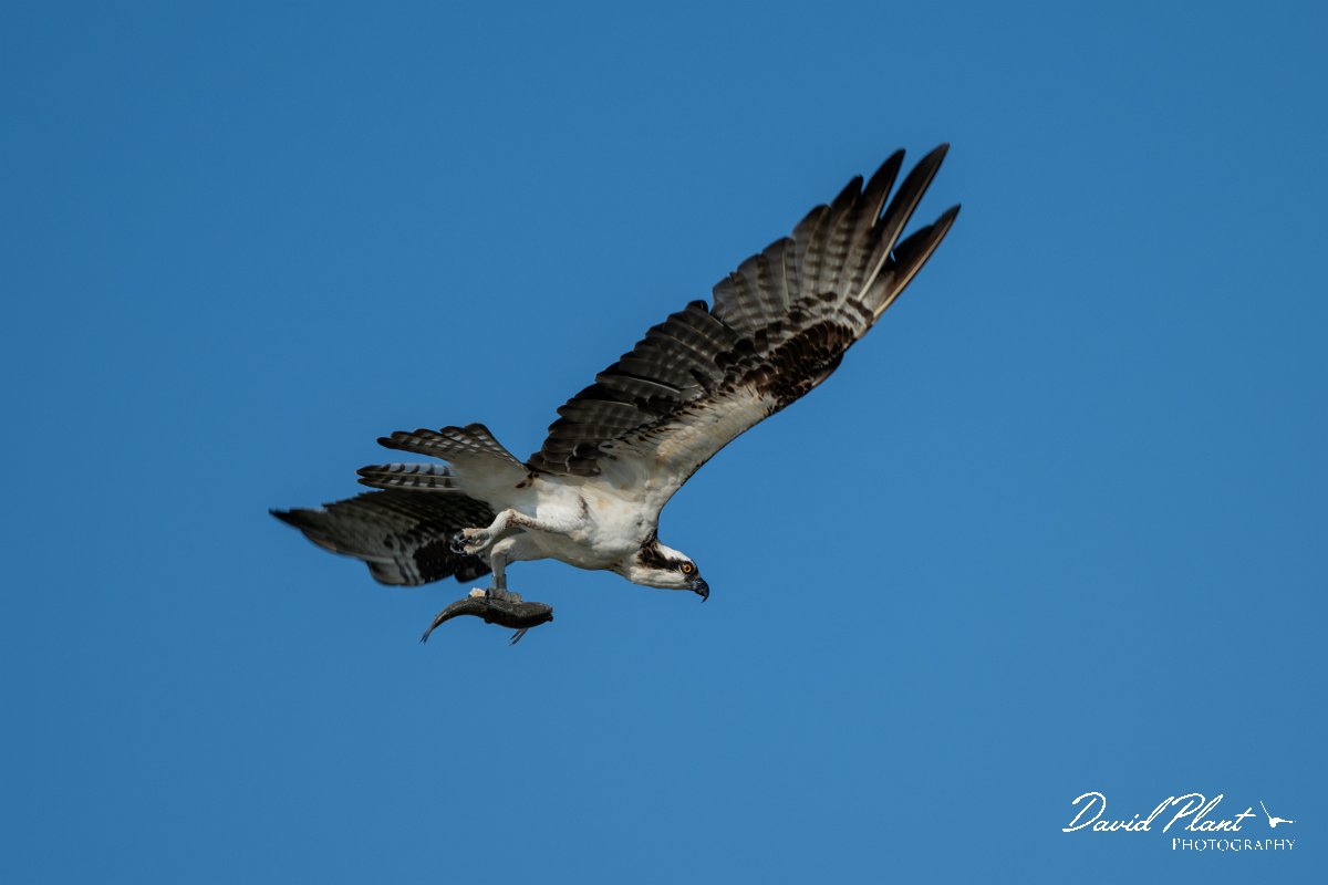 DPPhotography - Pantanal - Osprey - L.jpg - Osprey - Rio São Lourenço, Pantanal, Brazil