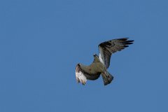 DPPhotography - Pantanal - Osprey - A