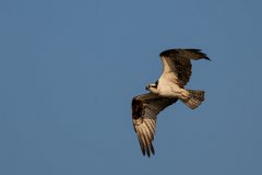 DPPhotography - Pantanal - Osprey - C