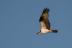 DPPhotography - Pantanal - Osprey - E