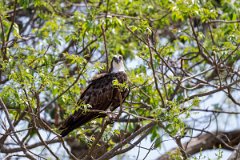 DPPhotography - Pantanal - Osprey - F