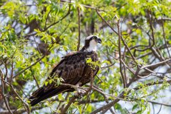 DPPhotography - Pantanal - Osprey - G