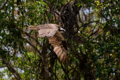 DPPhotography - Pantanal - Osprey - H