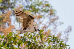 DPPhotography - Pantanal - Osprey - I