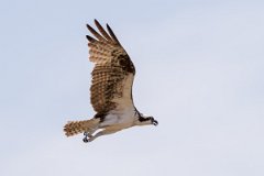 DPPhotography - Pantanal - Osprey - J