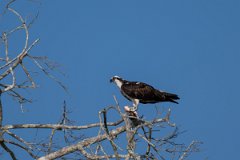 DPPhotography - Pantanal - Osprey - K
