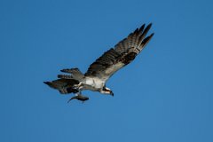 DPPhotography - Pantanal - Osprey - L