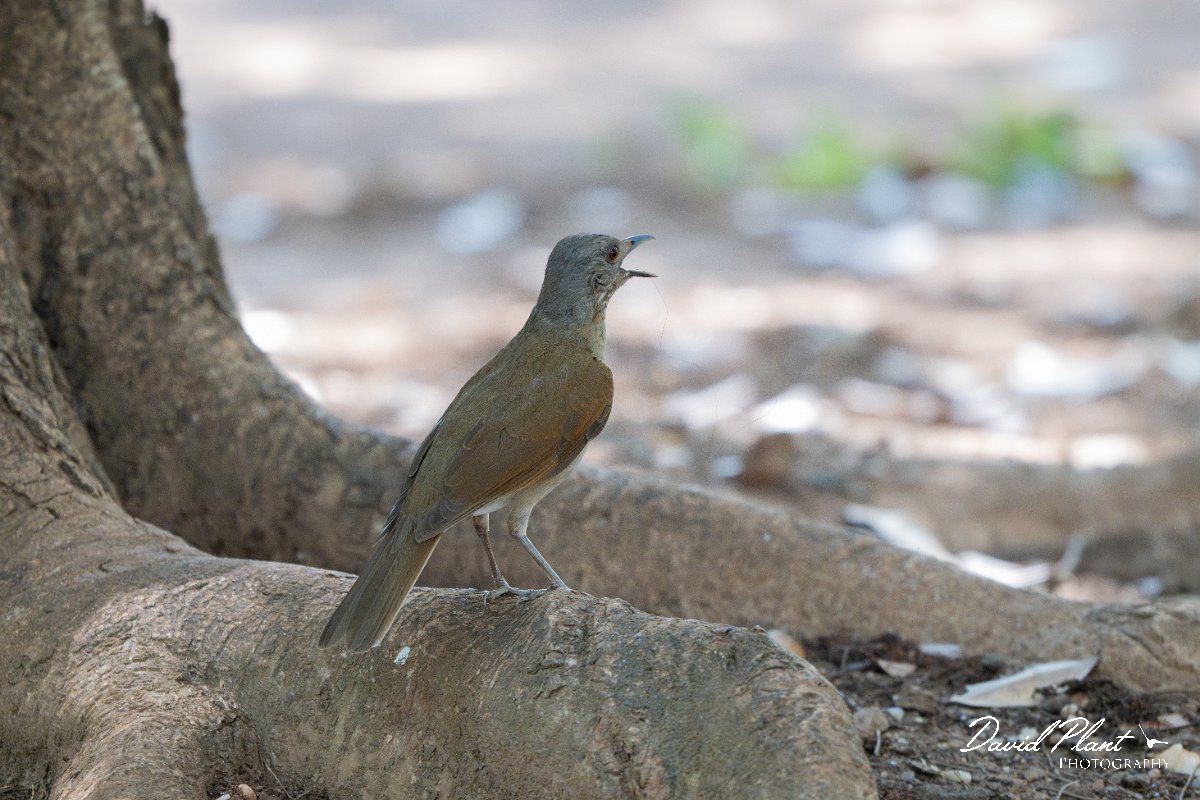 DPPhotography - Pantanal - Pale-breasted thrush - A.jpg - Pale-breasted thrush - Parque Mãe Bonifácia, Cuiaba, Brazil