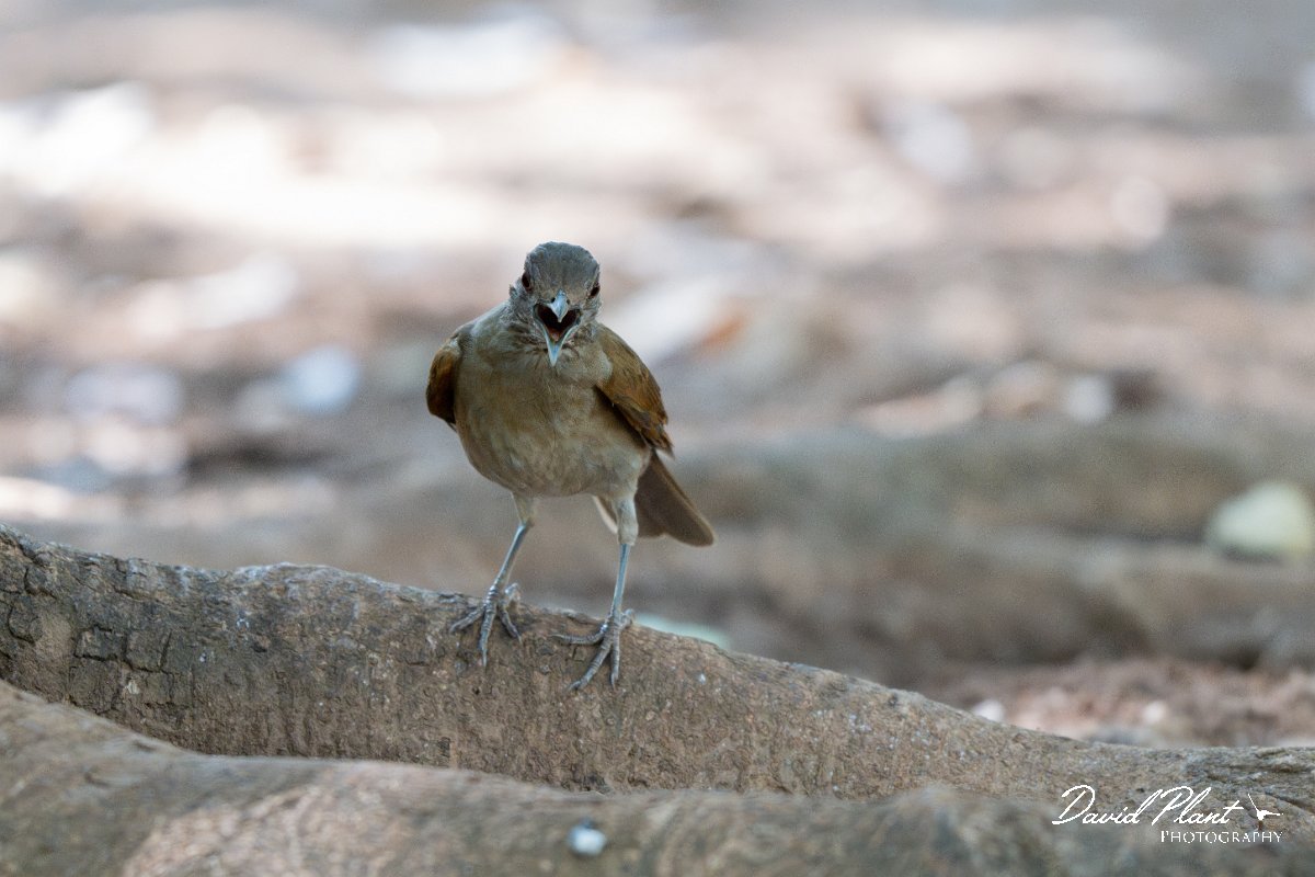 DPPhotography - Pantanal - Pale-breasted thrush - C.jpg - Pale-breasted thrush - Parque Mãe Bonifácia, Cuiaba, Brazil