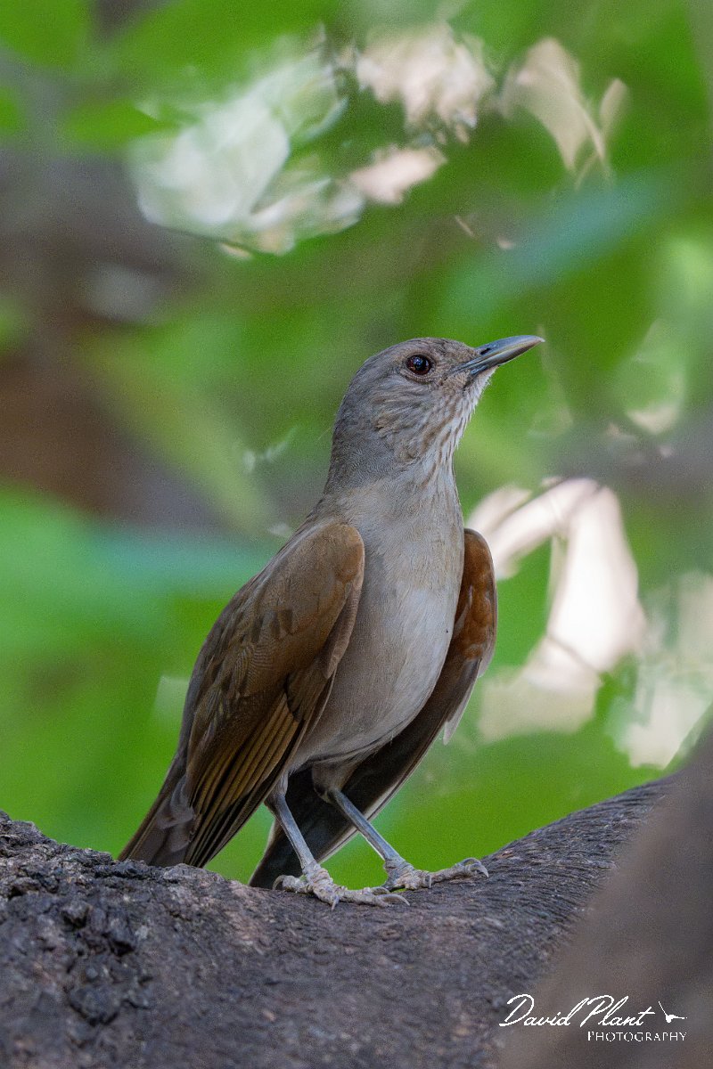 DPPhotography - Pantanal - Pale-breasted thrush - G.jpg - Pale-breasted thrush - Parque Mãe Bonifácia, Cuiaba, Brazil