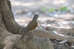 DPPhotography - Pantanal - Pale-breasted thrush - A